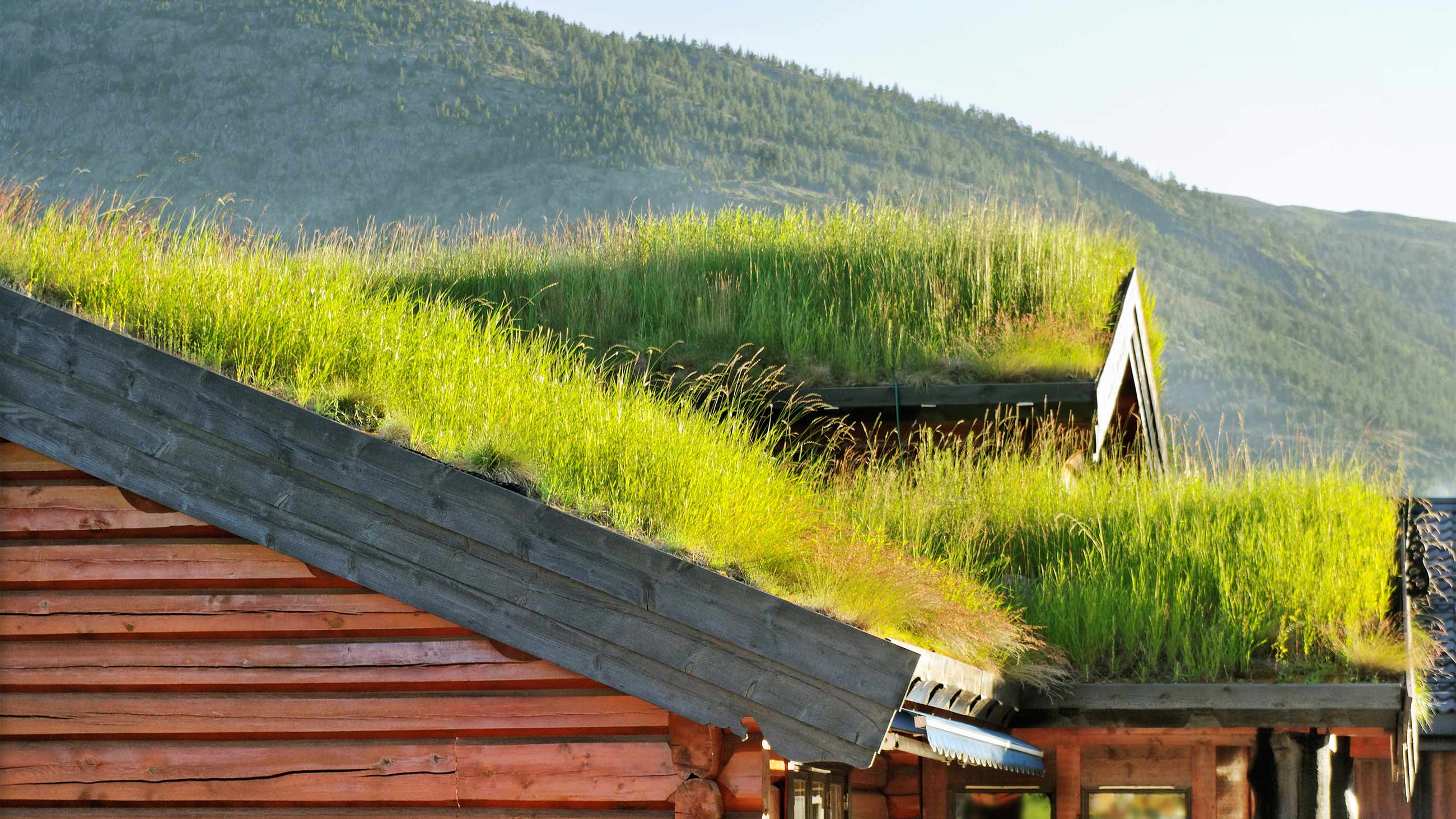 dachdeckerei_muenchen_spenglerei_leistungen_dachbegruenung_extensiv1